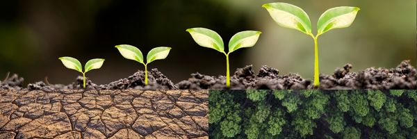 Turn desert into green again